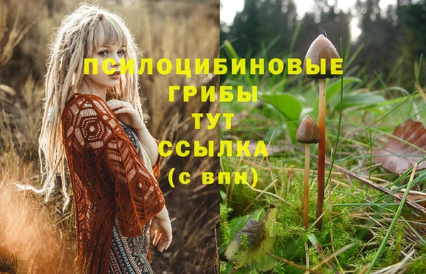 ПСИЛОЦИБИНОВЫЕ ГРИБЫ Няндома