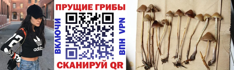 Галлюциногенные грибы Psilocybine cubensis  Аксай 
